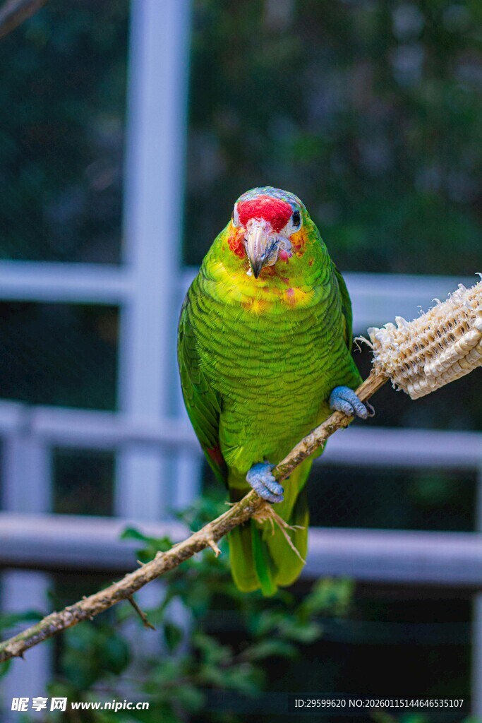 绿鹦鹉栖息于枝头
