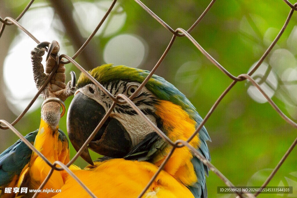 笼中多彩鹦鹉