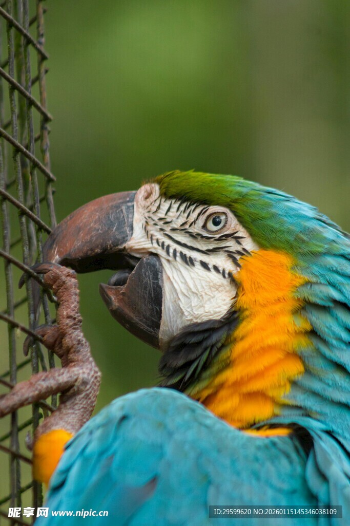 多彩鹦鹉抓握金属网