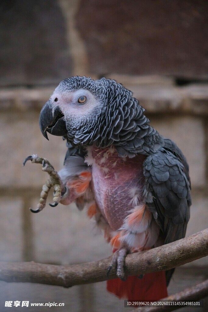 灰鹦鹉抓枝姿态特写