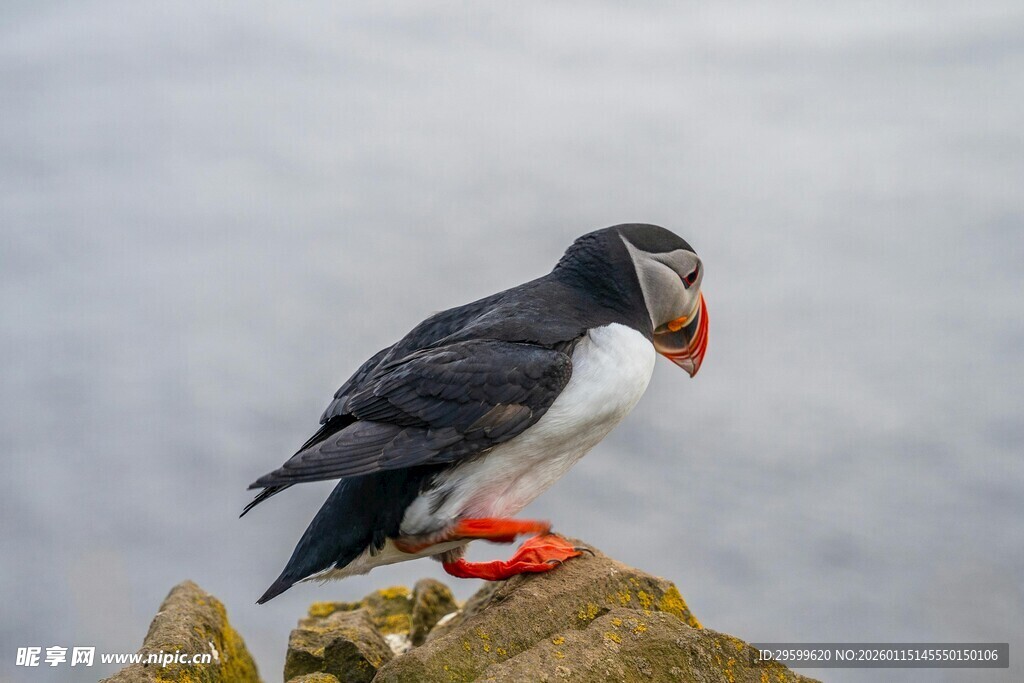 海鹦立于岩石上