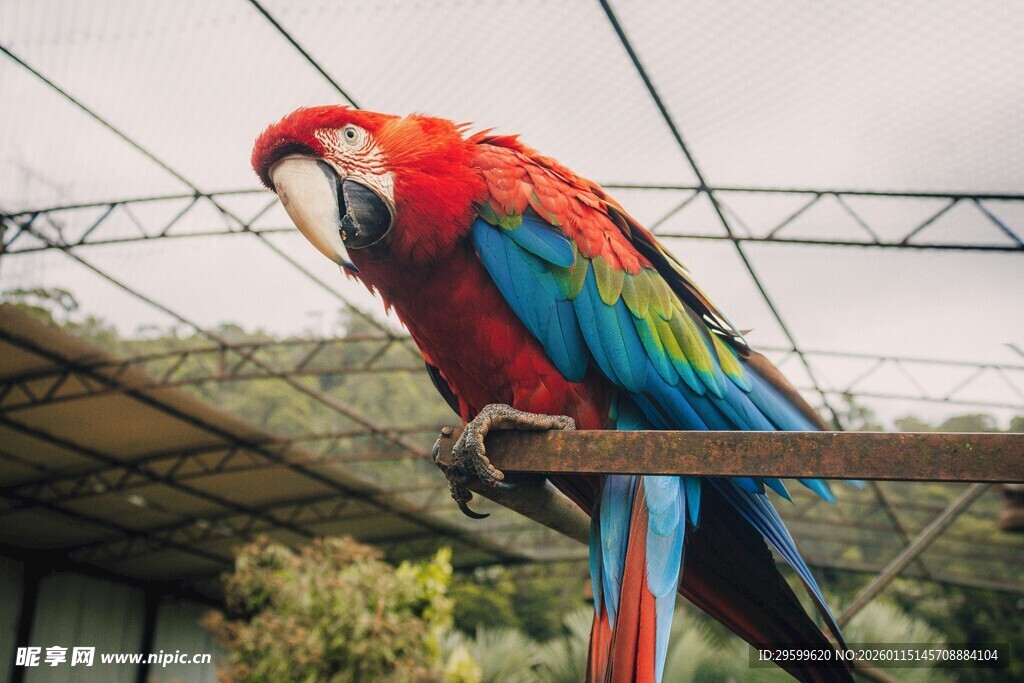 色彩斑斓的金刚鹦鹉