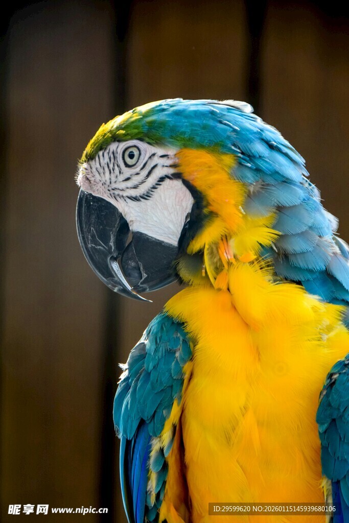 多彩鹦鹉特写