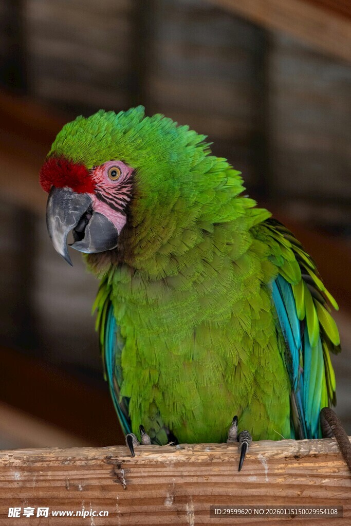 绿羽红额鹦鹉栖息瞬间