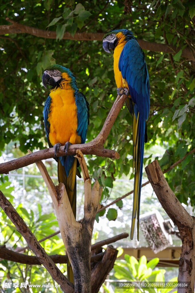 树枝上的多彩鹦鹉