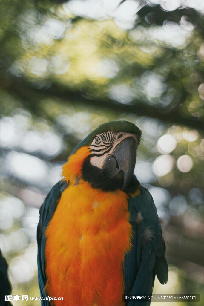 色彩斑斓的鹦鹉