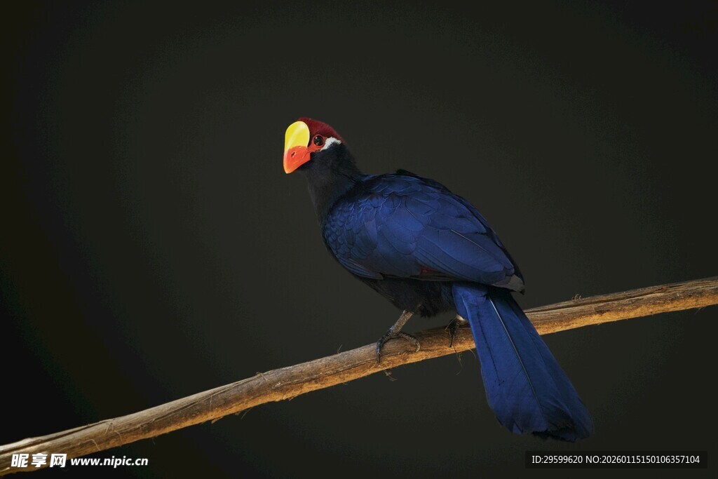 蓝羽红冠鸟栖息于枝头