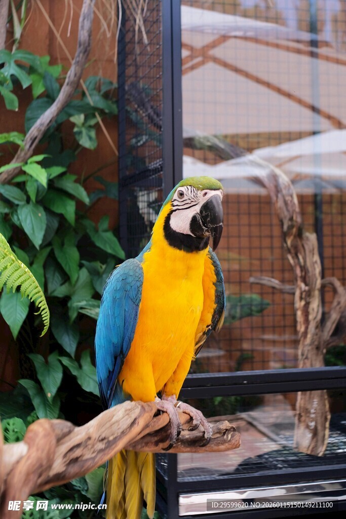 蓝黄鹦鹉栖息于绳索上