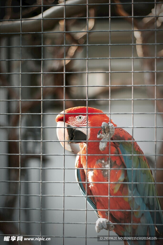 笼中多彩鹦鹉