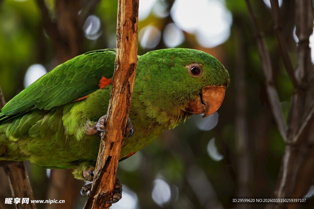 翠绿鹦鹉栖息枝头