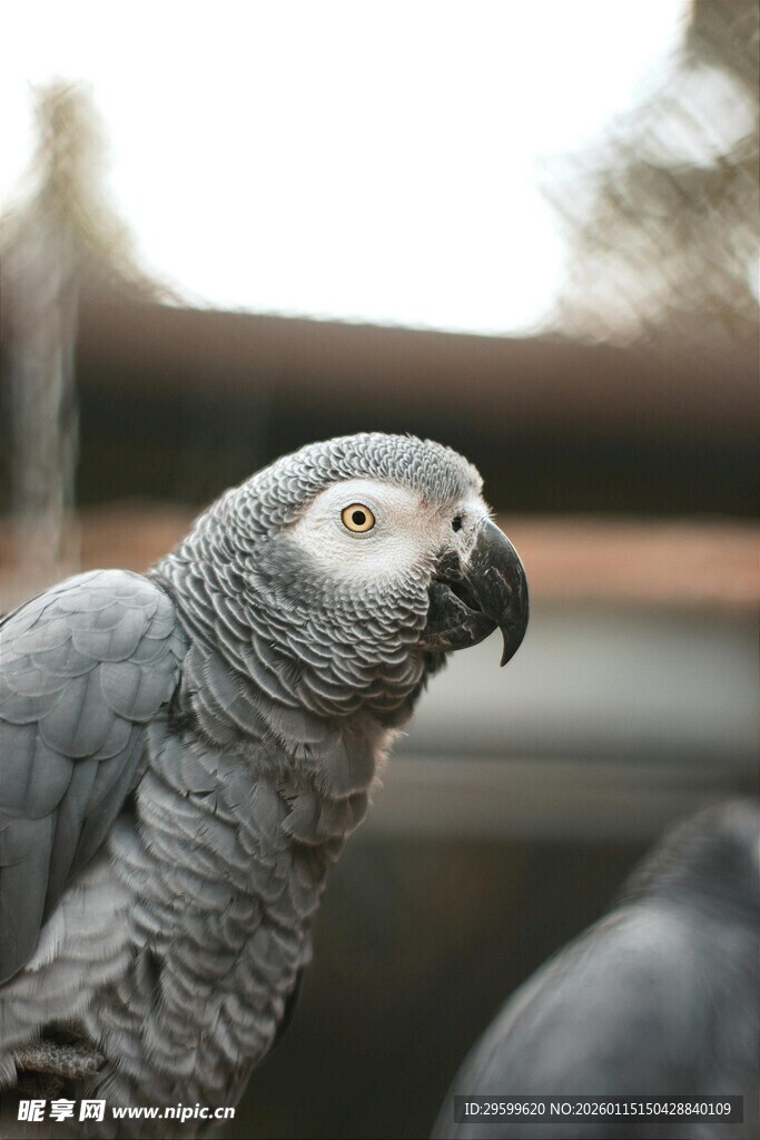 灰鹦鹉特写