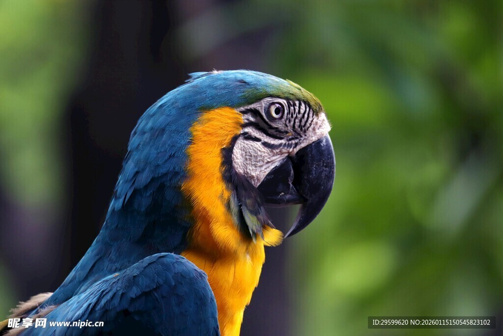 蓝黄相间的美丽金刚鹦鹉