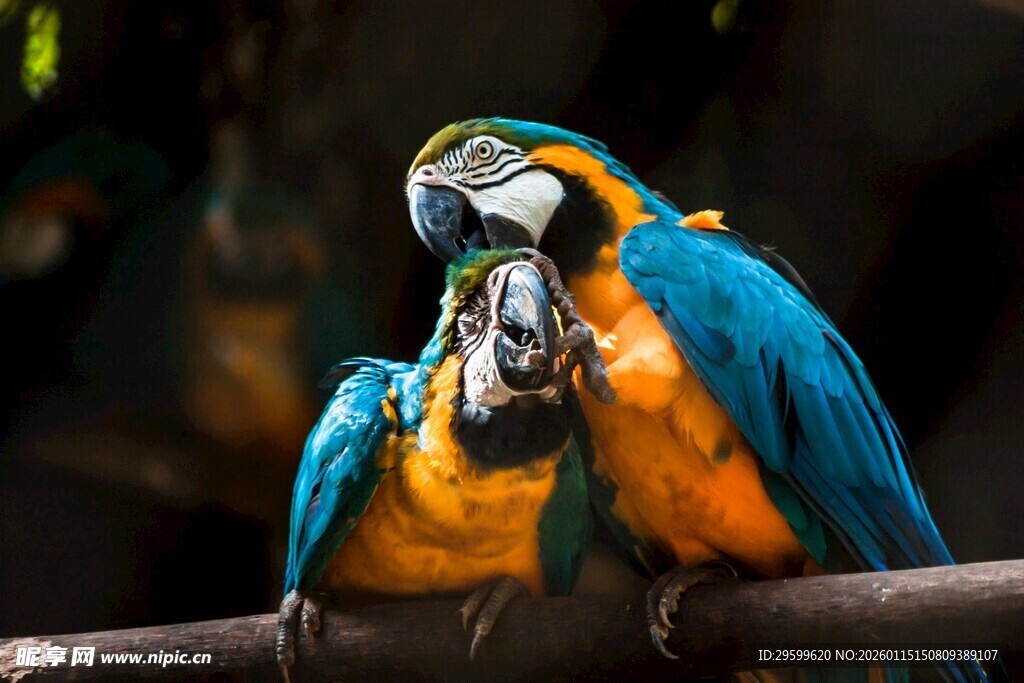 两只色彩艳丽的金刚鹦鹉