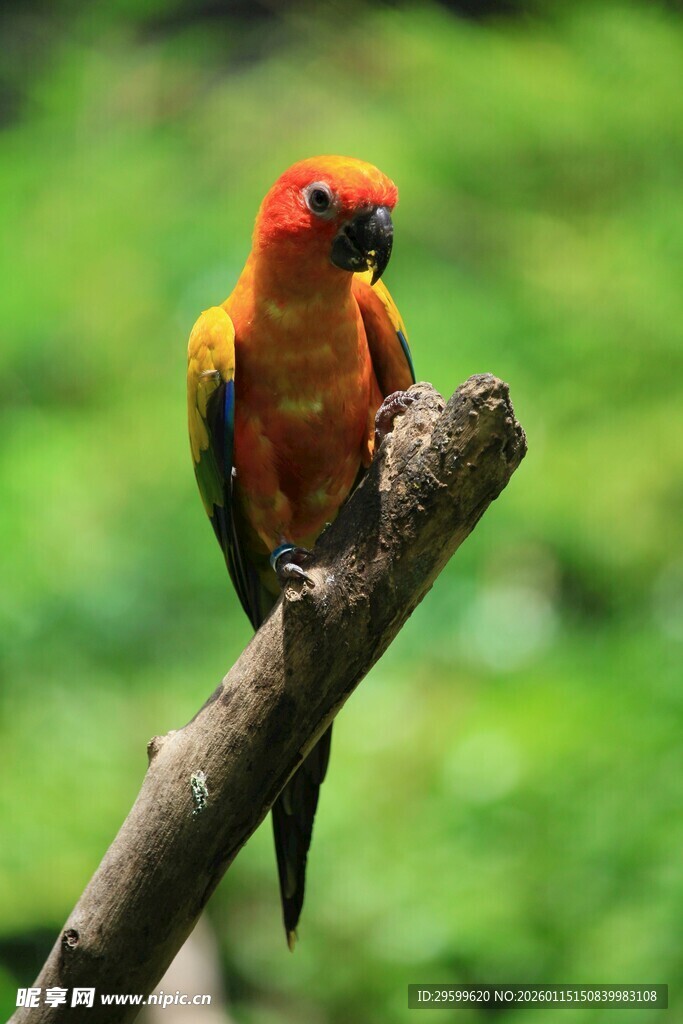 色彩艳丽的鹦鹉栖息枝头