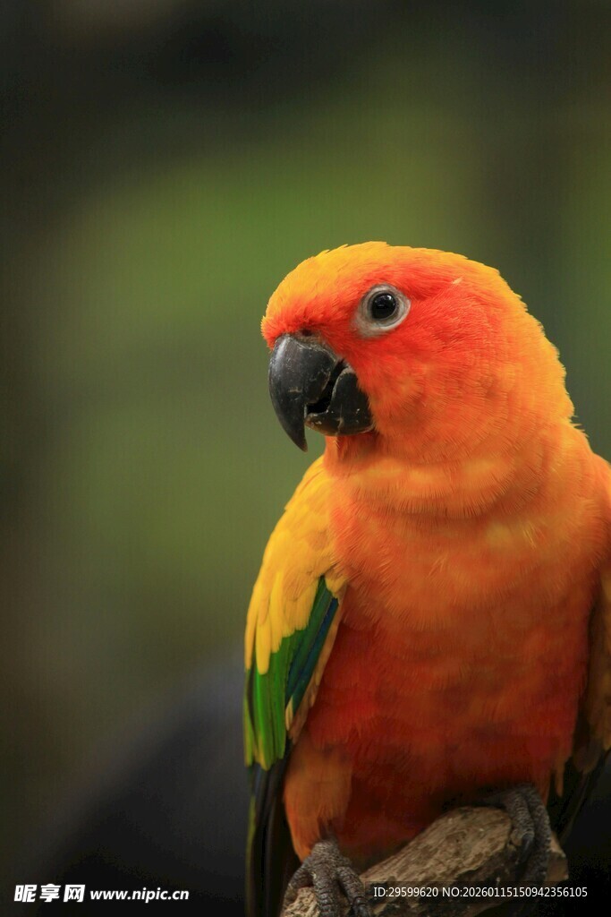 色彩艳丽的鹦鹉
