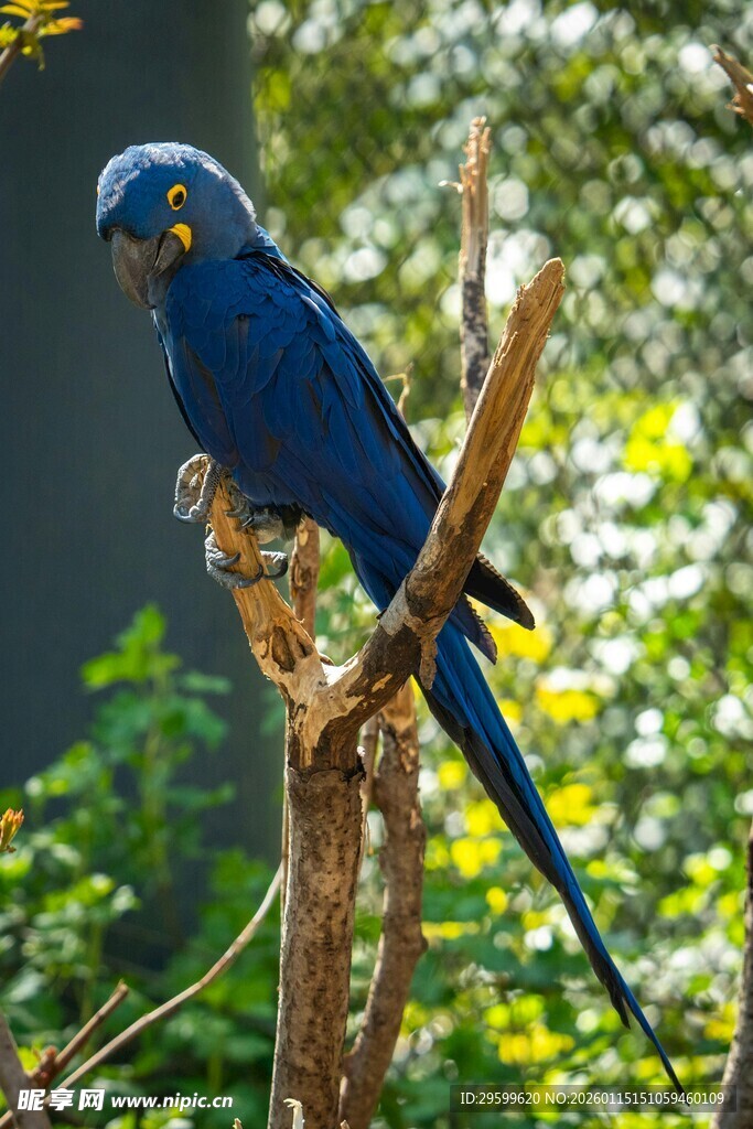 蓝鹦鹉栖息于枝头