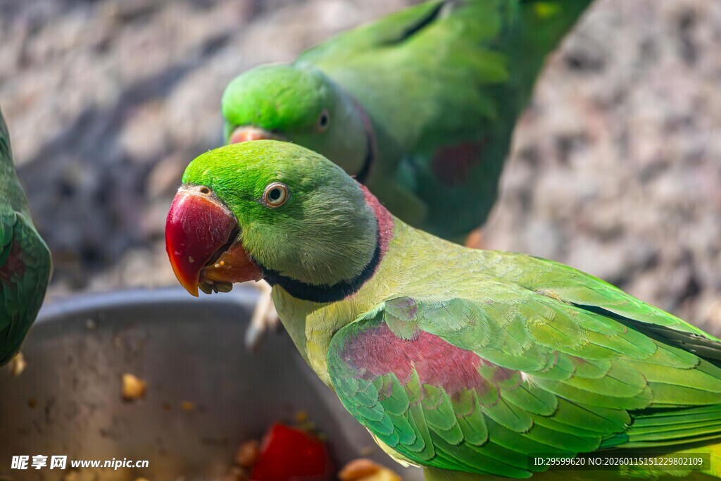 多彩鹦鹉进食瞬间