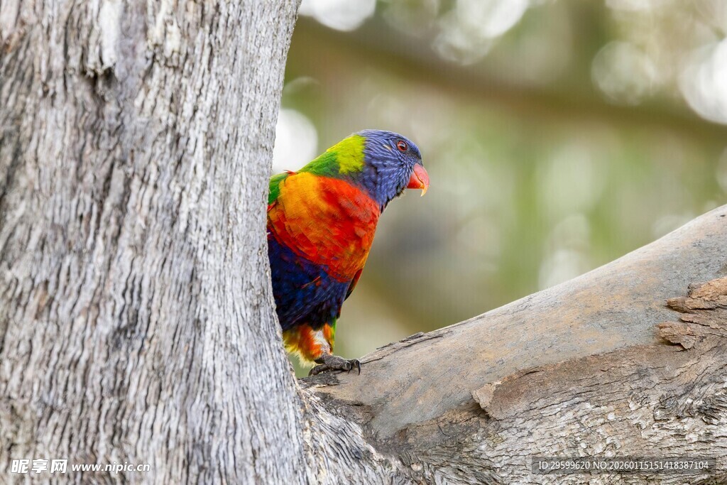 多彩鹦鹉藏身树干间