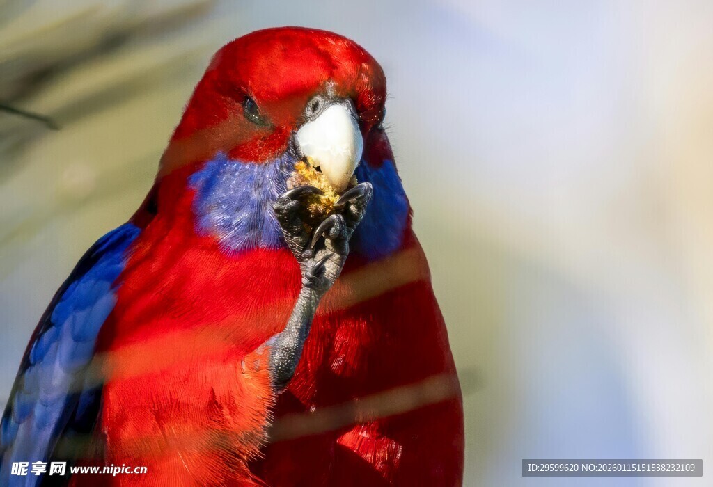 色彩艳丽的红蓝色鹦鹉