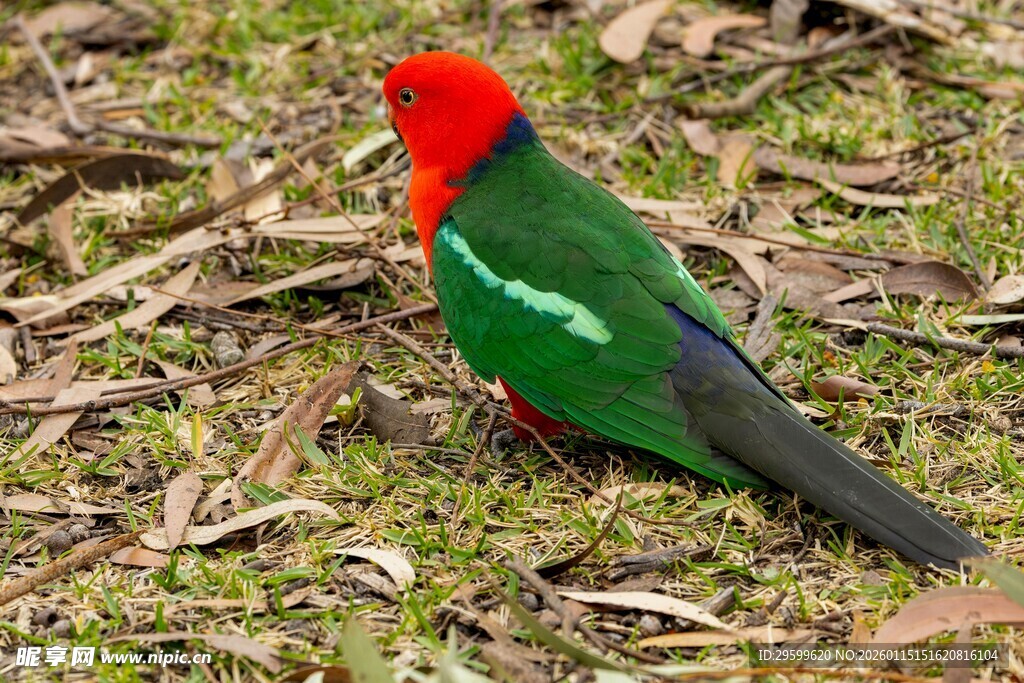 红绿相间的美丽小鸟