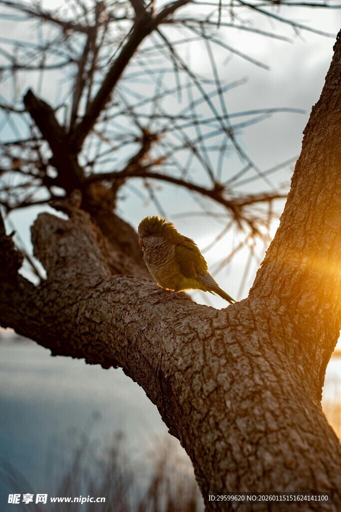 夕阳下枝头依偎的鸟儿