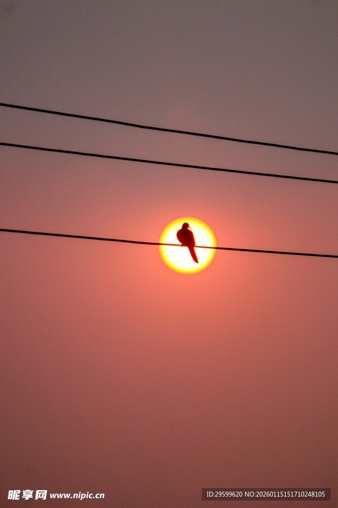 飞鸟迎夕阳剪影