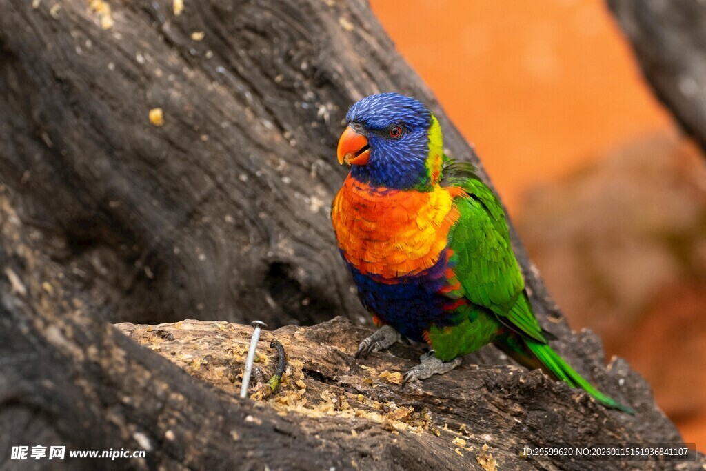 五彩鹦鹉栖息于树干上
