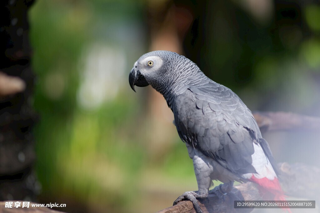 灰鹦鹉栖息于自然环境中