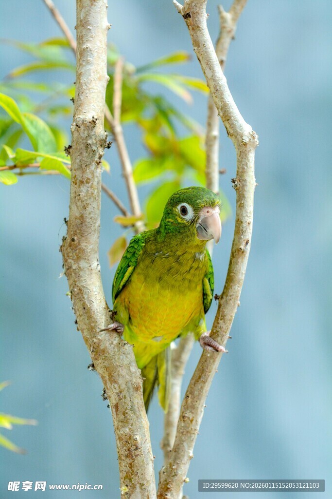 枝头绿鹦鹉