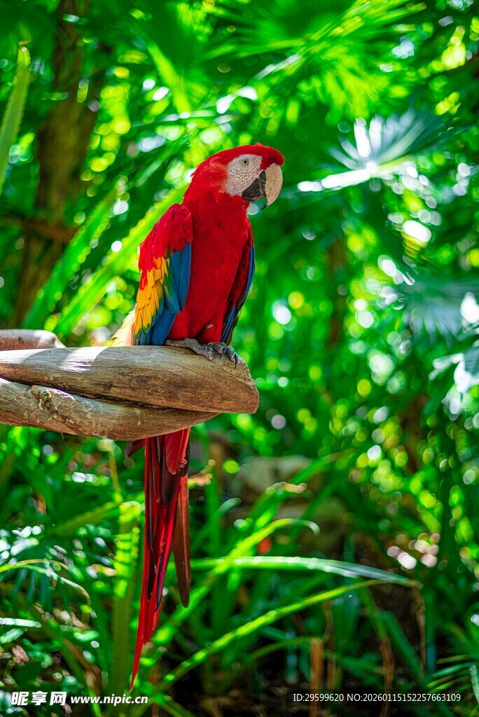 红鹦鹉栖息于繁茂绿植间