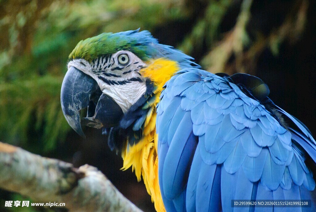 蓝黄相间鹦鹉栖息树枝