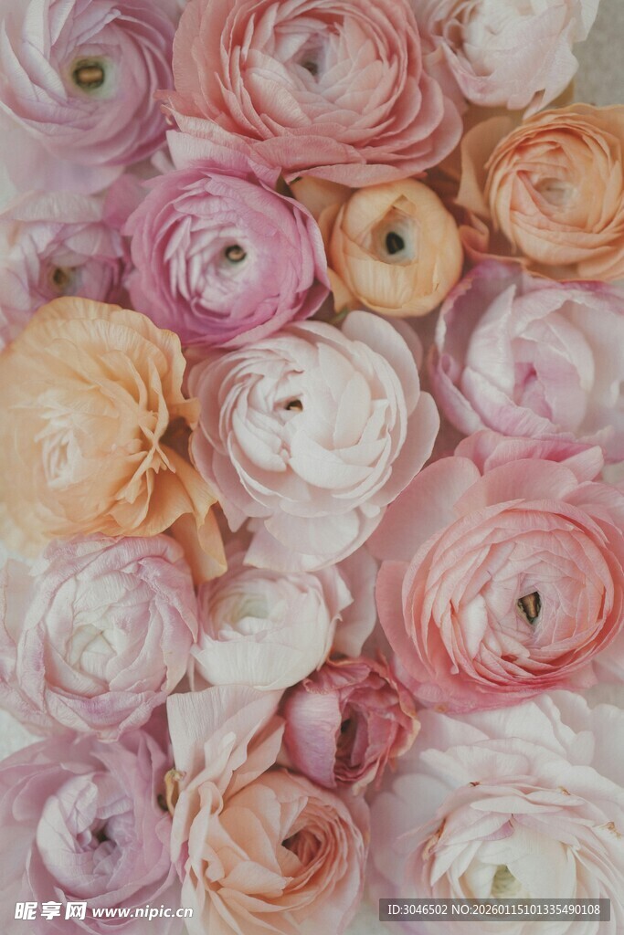 柔美缤纷洋牡丹花束