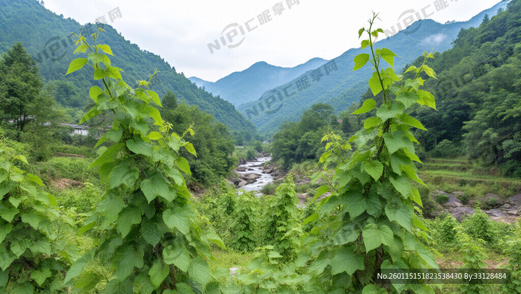 绿色山水画 带种植淮山的元素