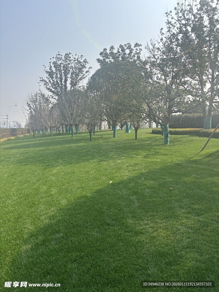 绿意盎然的户外草坪景观