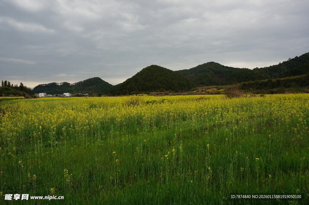 广袤田野上的绚烂黄花