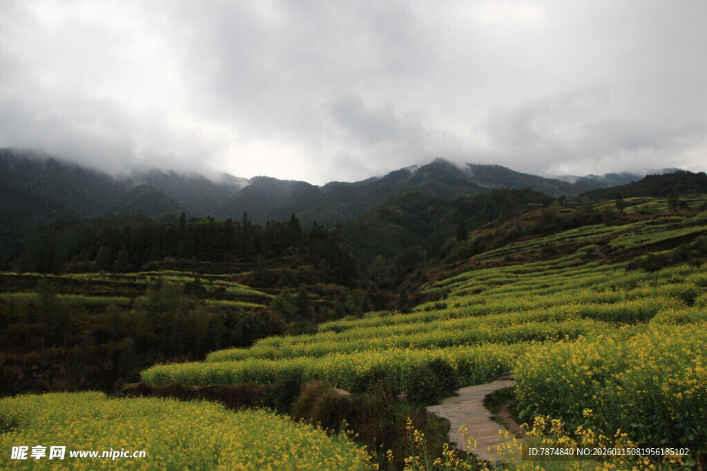 山间油菜田 云雾伴小径