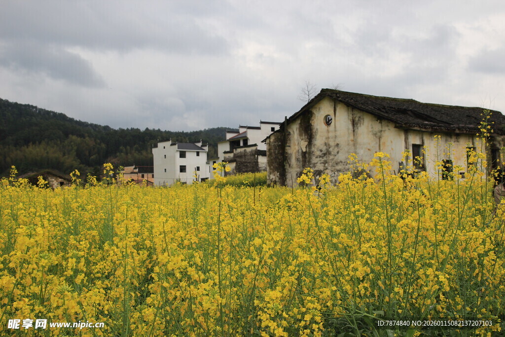 乡村油菜花田中的古朴房屋