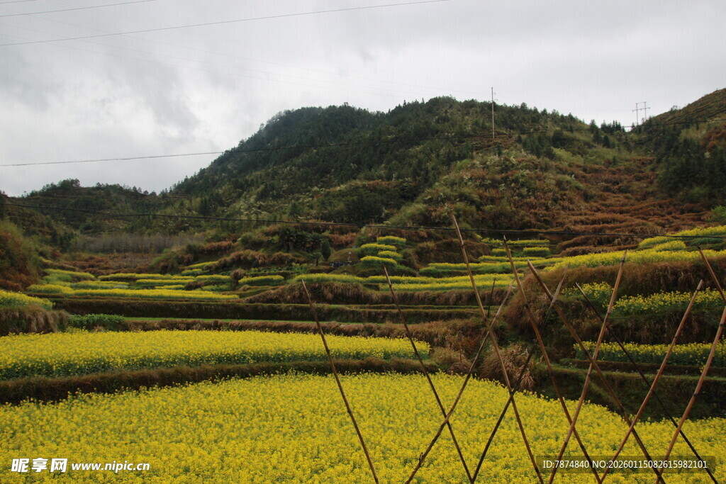 山间金黄梯田美景