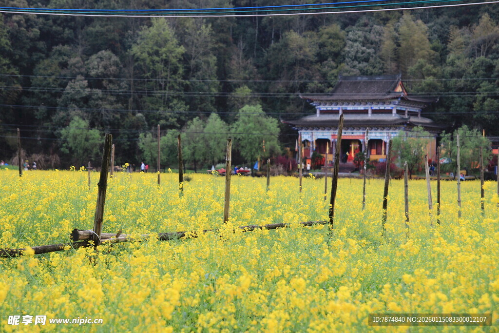金黄花田中的古朴小屋