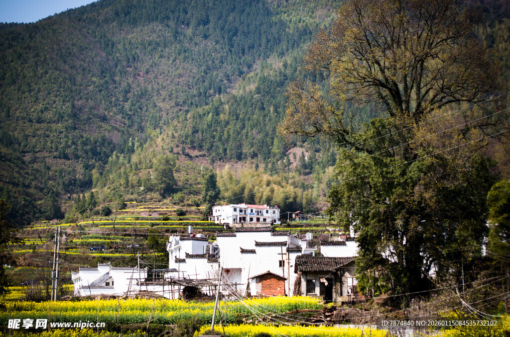 山村春色 白墙黄菜花相映