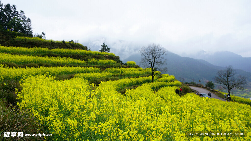 山间油菜梯田美景