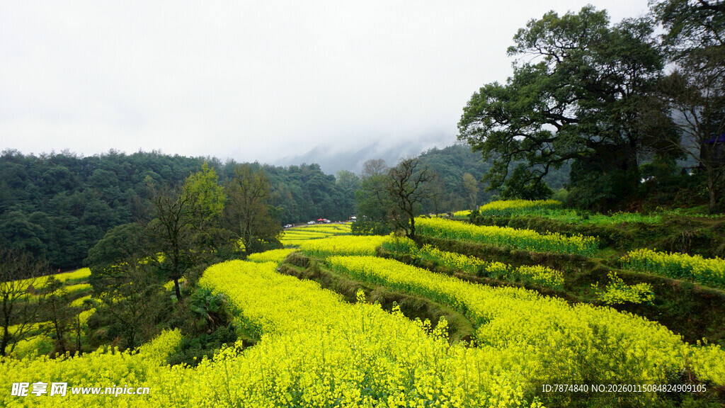 山间油菜梯田美景