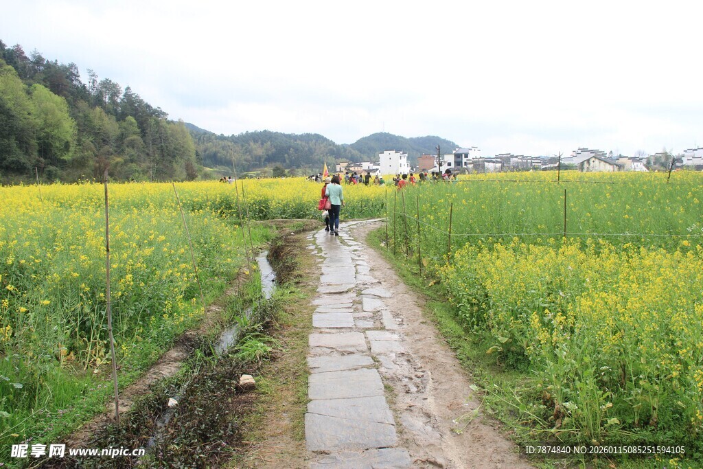 乡间小径漫步赏田园风光