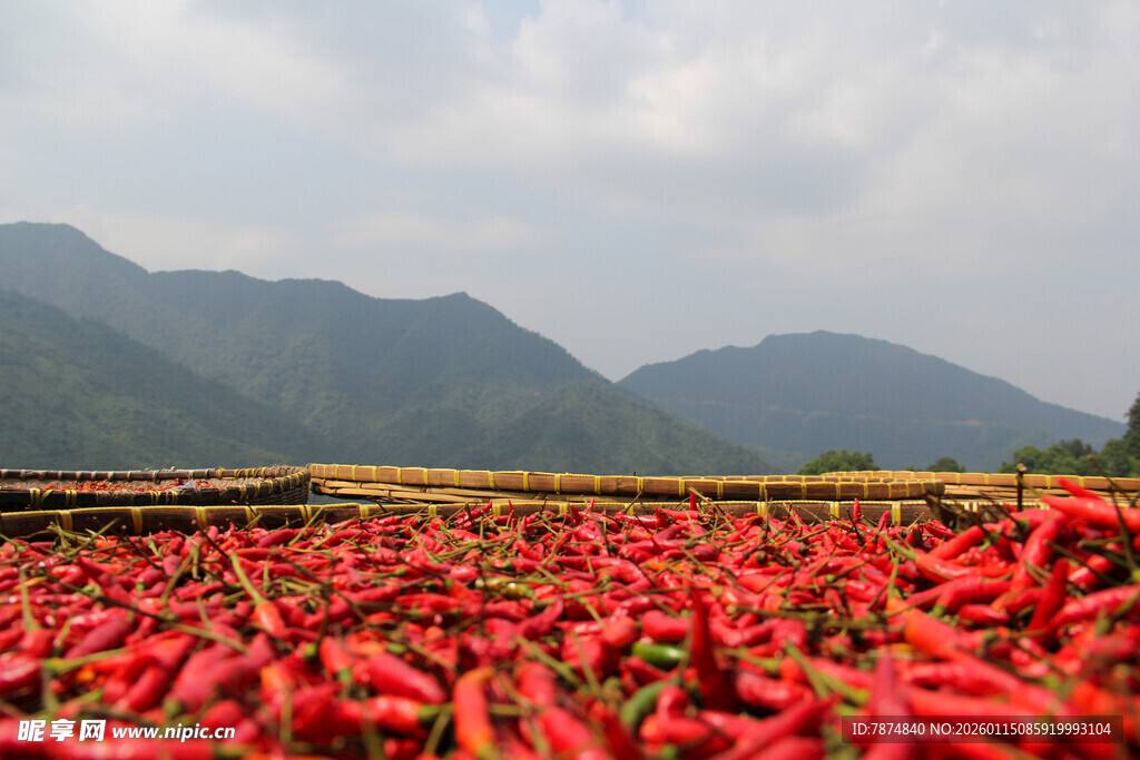 火红辣椒田 山间田园景