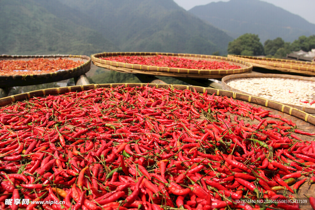 晾晒的红辣椒