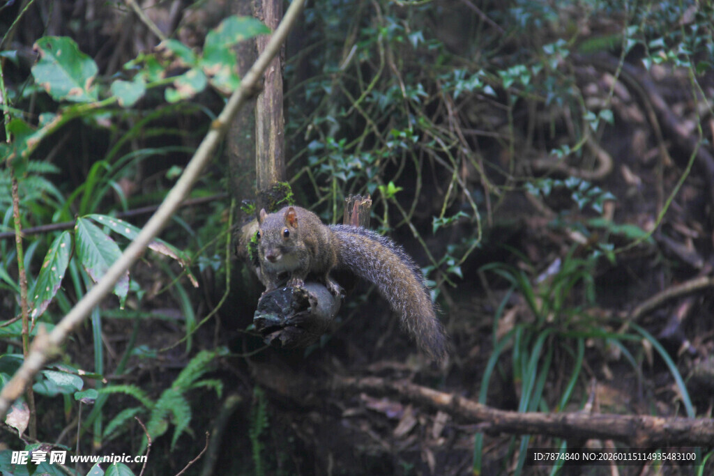 丛林中的神秘动物