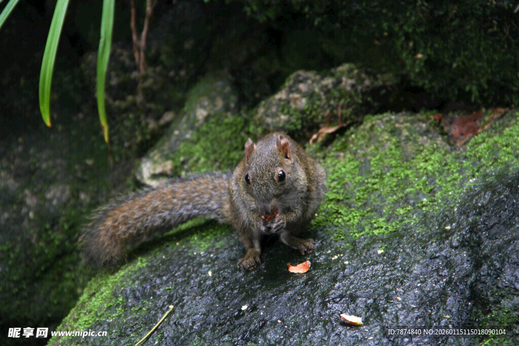 岩石上进食的可爱小松鼠