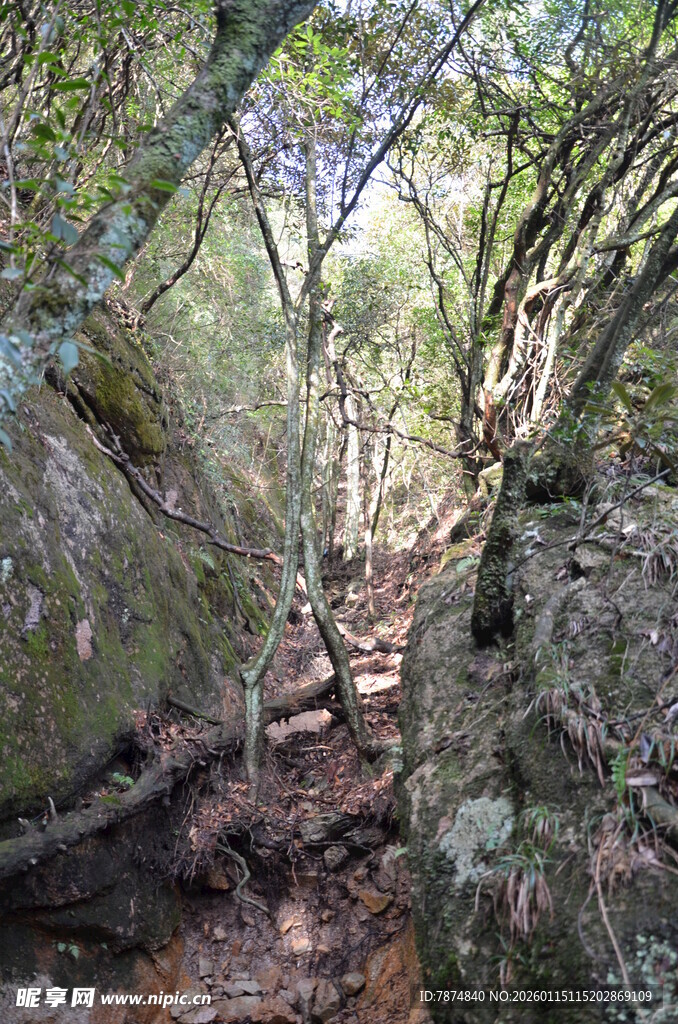 林间幽径 自然静谧之景