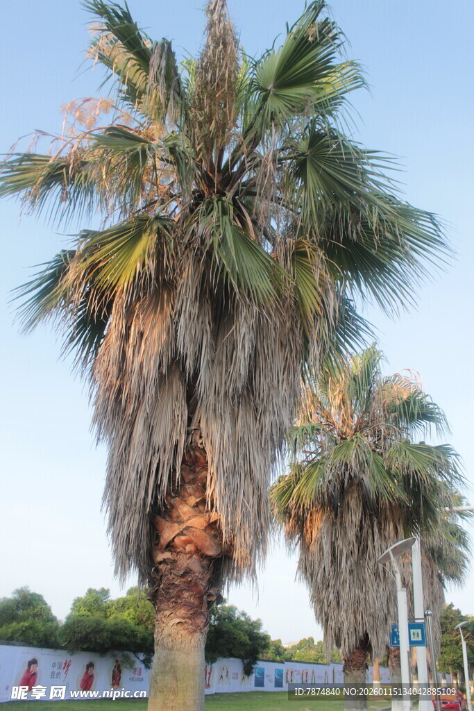 道路旁的高大棕榈树