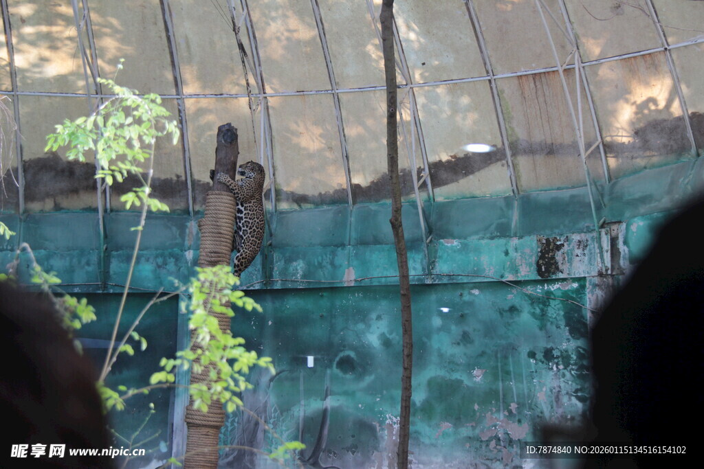 透过围栏看动物园动物